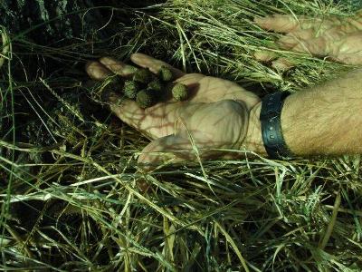 Balls rolled by dung beetles